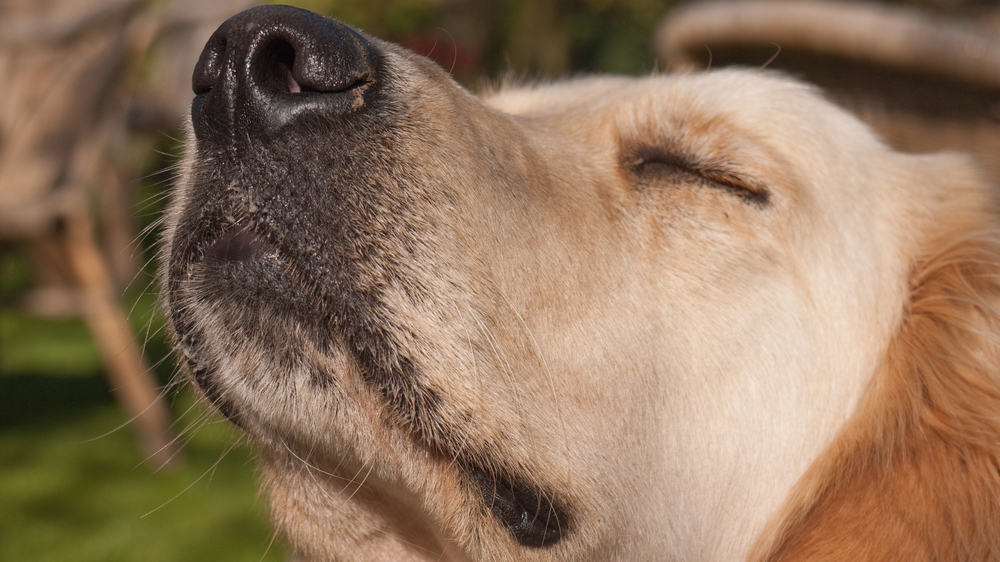 Los perros pueden sentir el embarazo