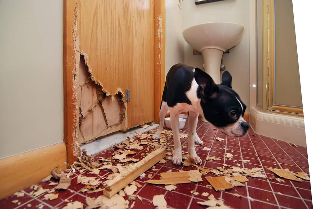 Cómo reaccionará mi perro al embarazo