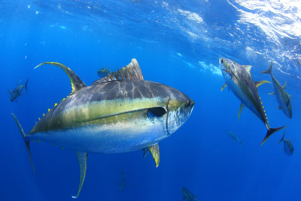 tuna swimming in ocean